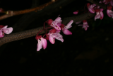 Cercis canadensis 'Forest Pansy' RCP4-2015 322.JPG